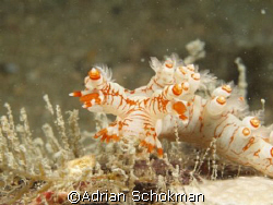 Nudibranchs - Bornella SP - Taken at Perhentian Island wi... by Adrian Schokman 